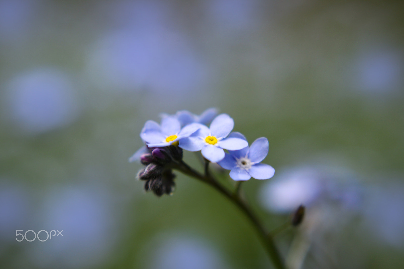 Canon EOS 50D + Canon EF 40mm F2.8 STM sample photo. Olympic blue photography