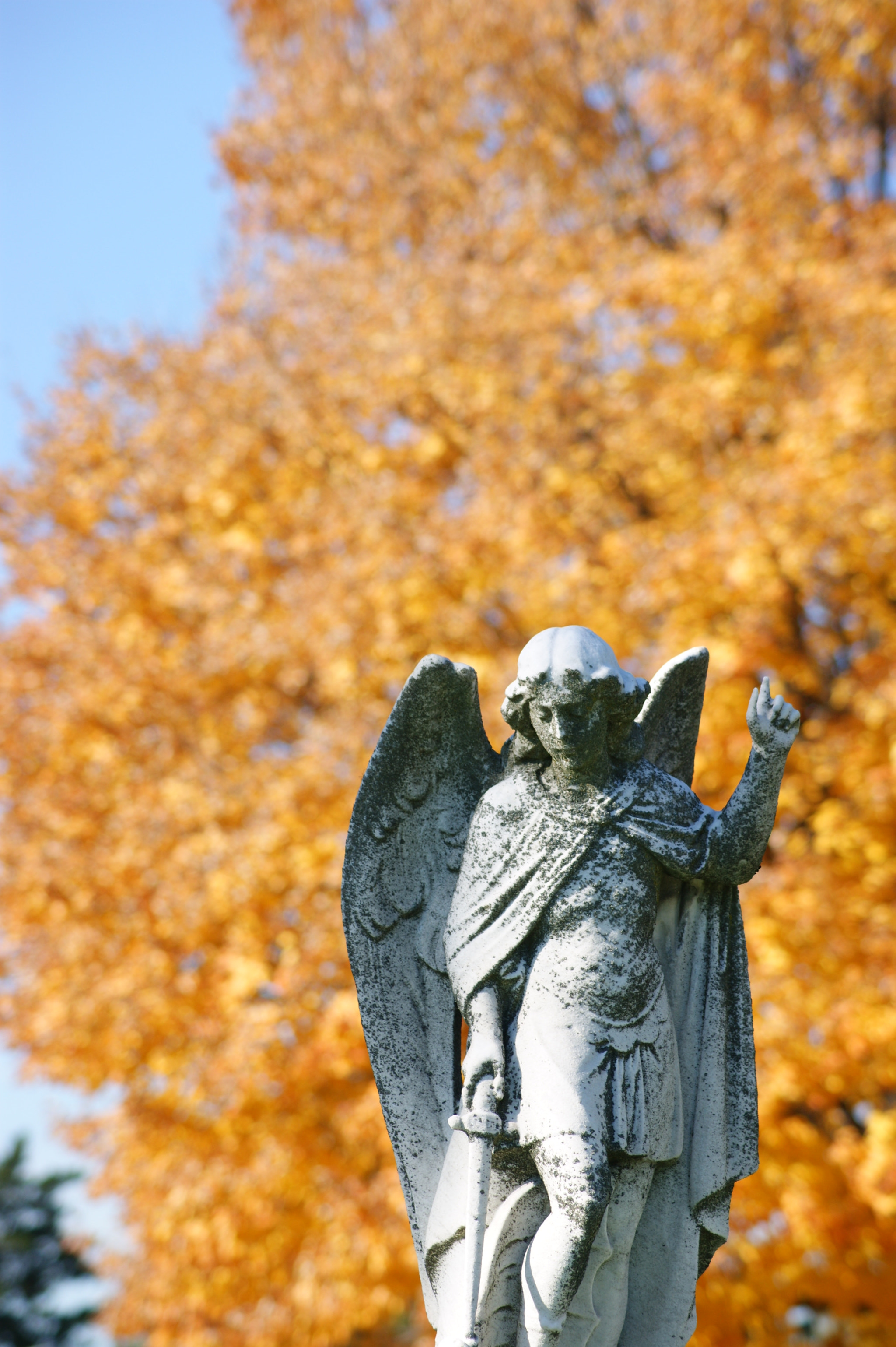 Sony DT 55-200mm F4-5.6 SAM sample photo. Guardian of autumn gold photography