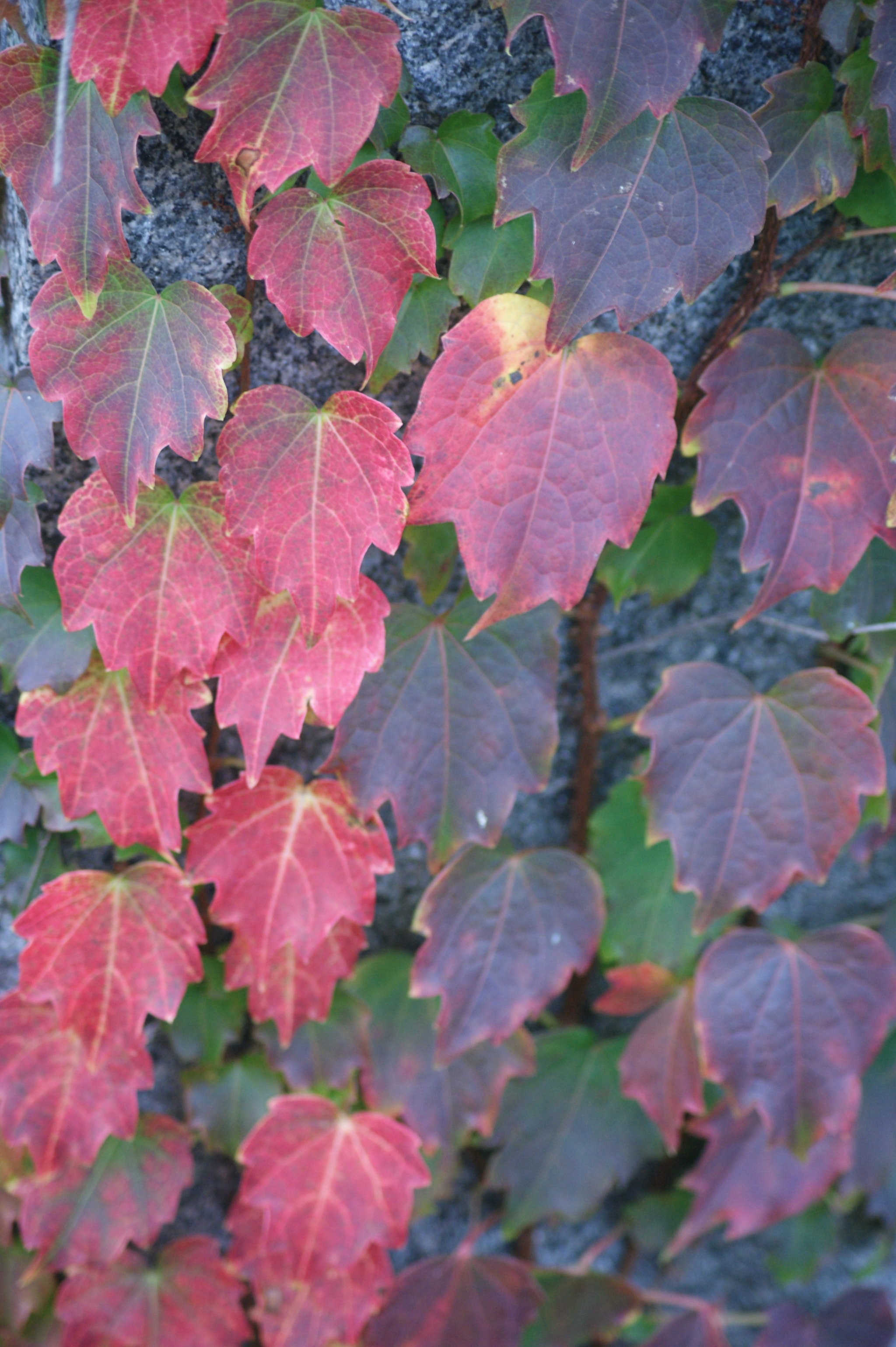 Sony DT 55-200mm F4-5.6 SAM sample photo. Hot to cool color change photography