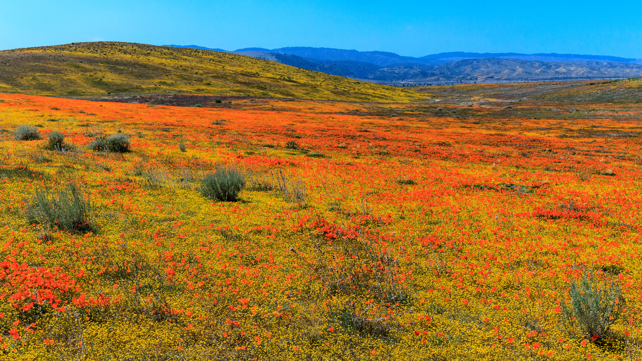 Canon EF 28-135mm F3.5-5.6 IS USM sample photo. California poppy reseve photography