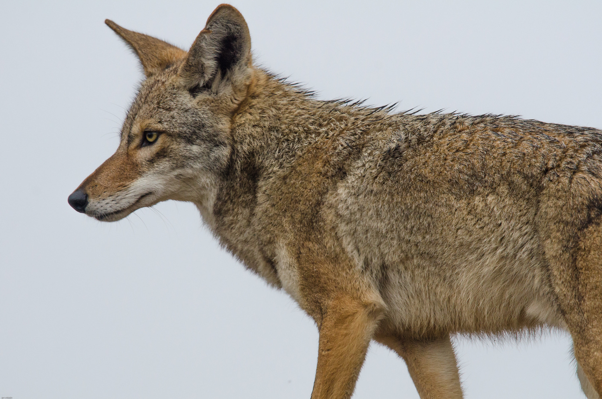 Nikon Nikkor AF-S 300mm F4E PF ED VR sample photo. Coyote photography