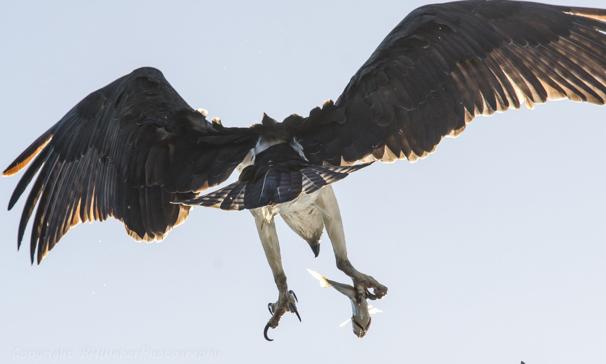 Nikon D7000 sample photo. Caught in talons photography