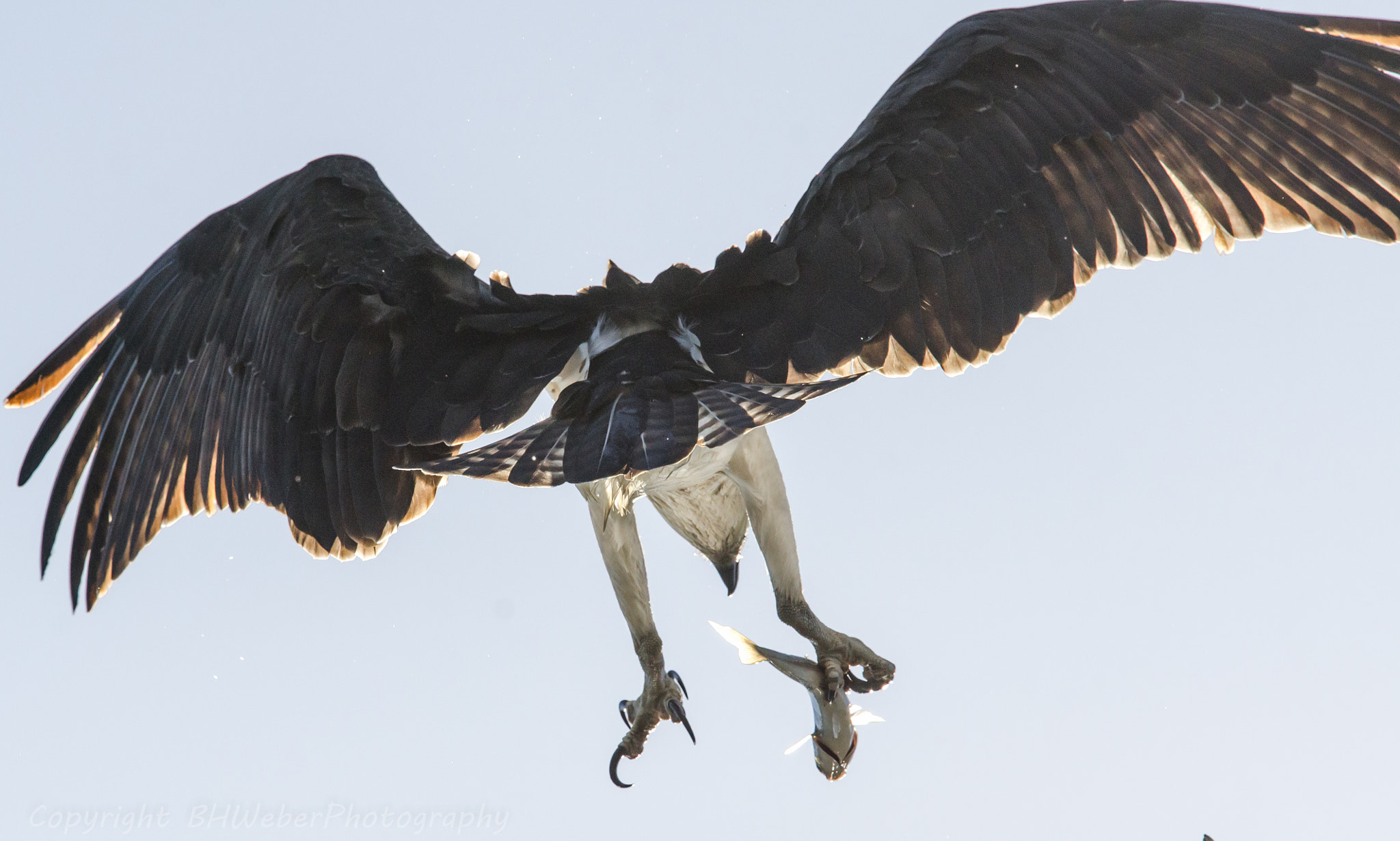Nikon Nikkor AF-S 300mm F4E PF ED VR sample photo. Caught in talons photography