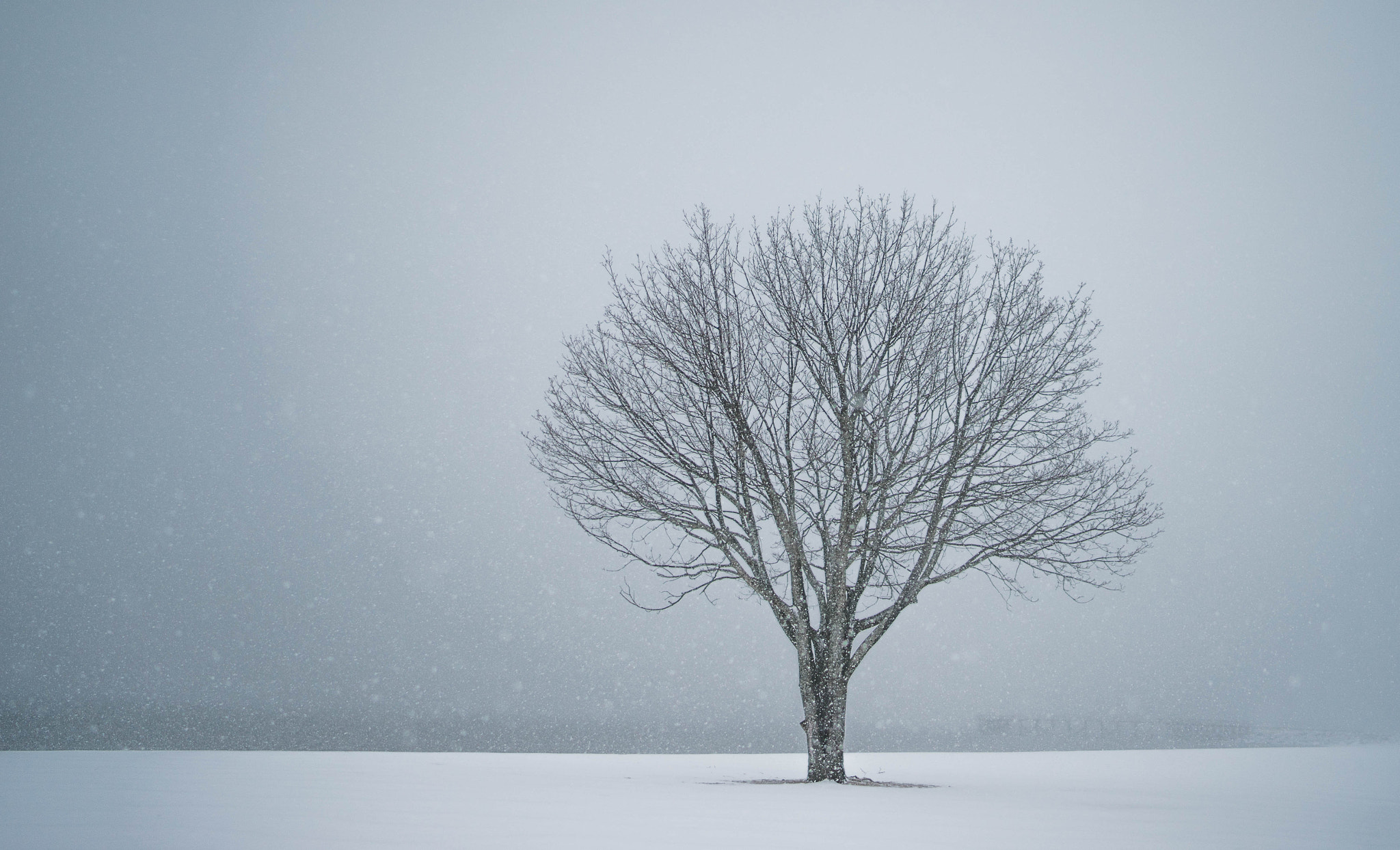 Sony a7 + Sony Distagon T* FE 35mm F1.4 ZA sample photo. Norwalk beach tree photography