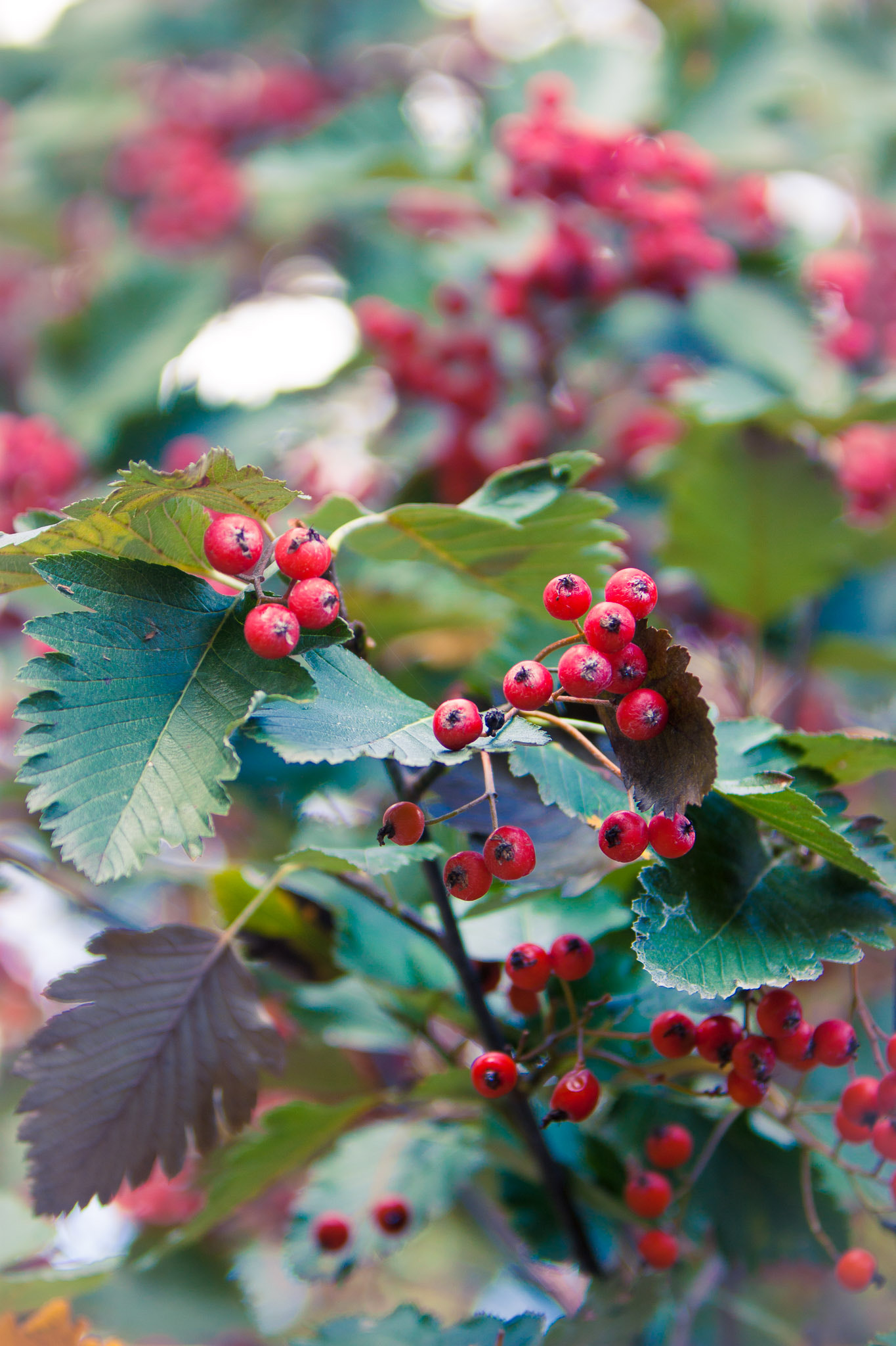 Canon EF 70-200mm F2.8L IS USM sample photo. ** photography