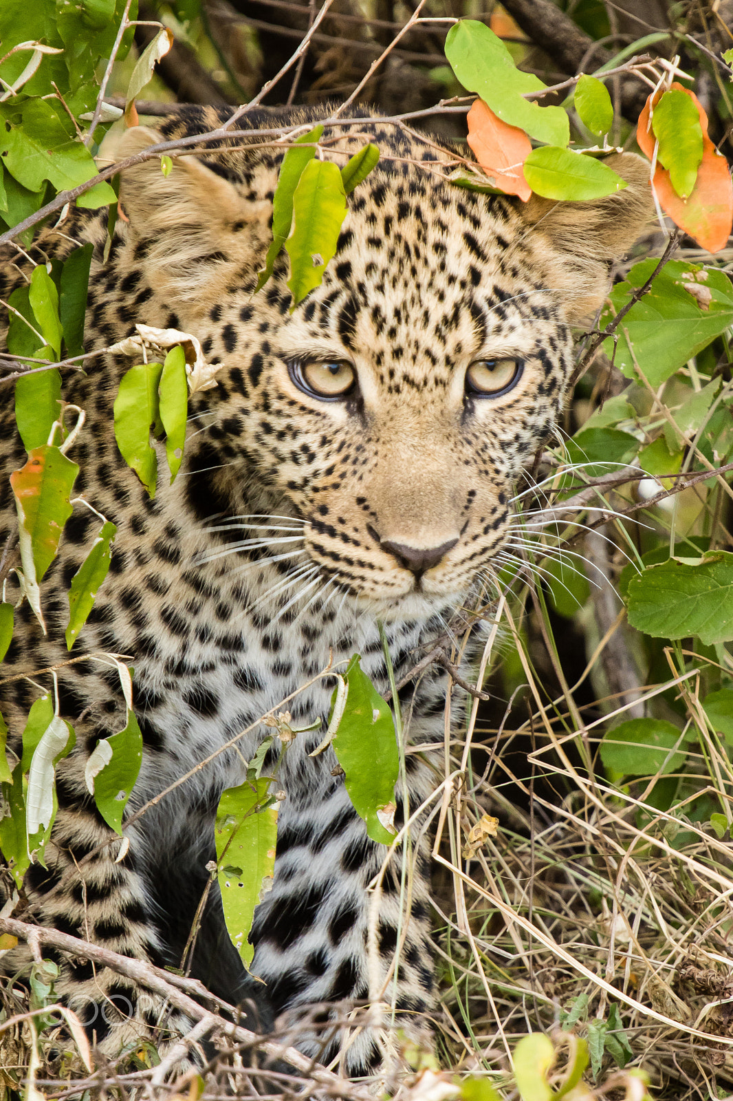 Canon EF 70-200mm F4L IS USM sample photo. Leopard cub photography