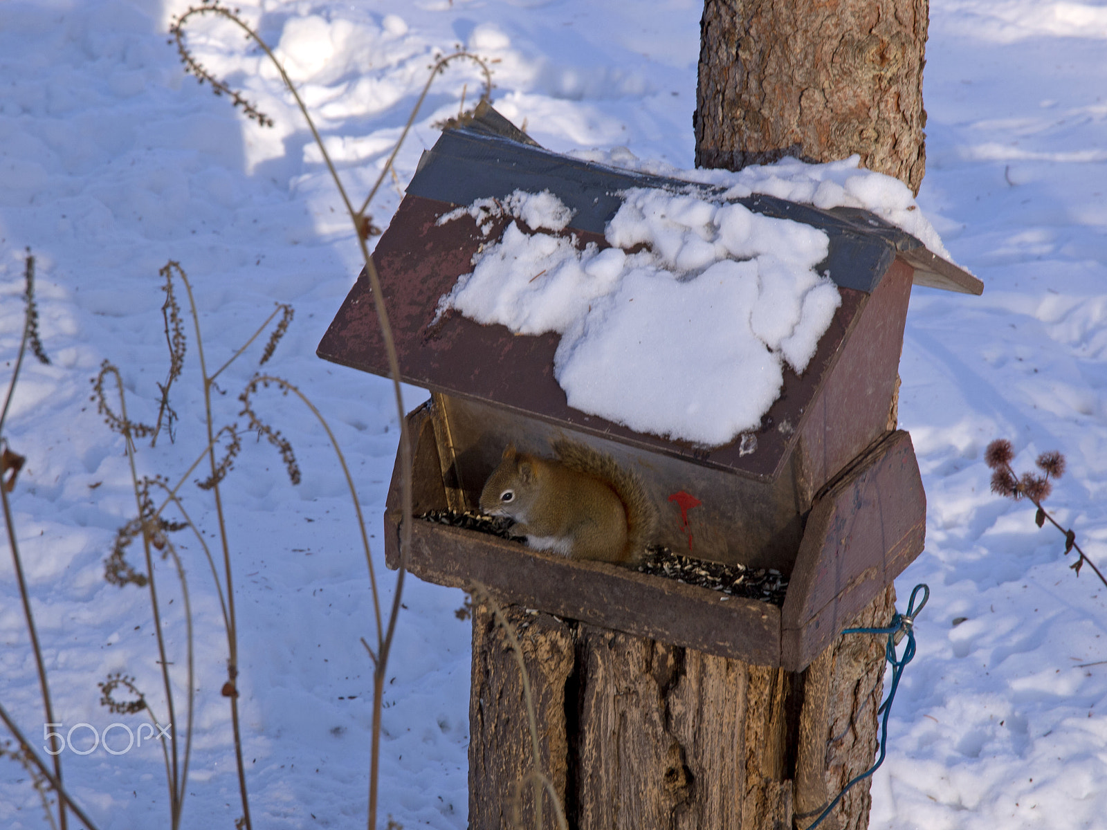 Olympus E-5 + Olympus Zuiko Digital ED 12-60mm F2.8-4.0 SWD sample photo. Squirrel in the bird feeder photography