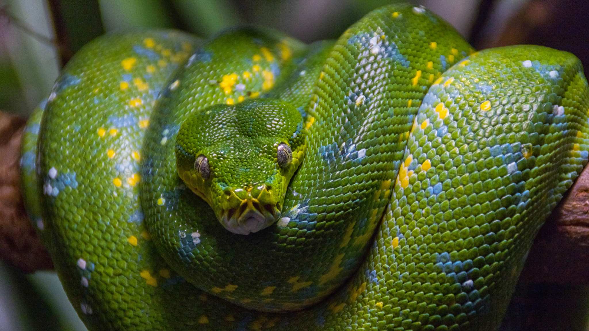 Canon EOS 760D (EOS Rebel T6s / EOS 8000D) sample photo. Green snake photography