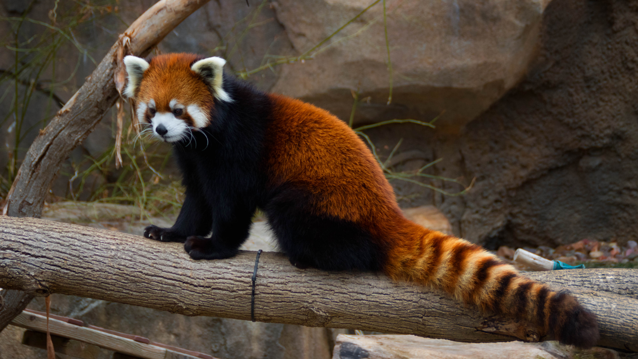 Canon EOS 760D (EOS Rebel T6s / EOS 8000D) sample photo. Red panda sitting photography