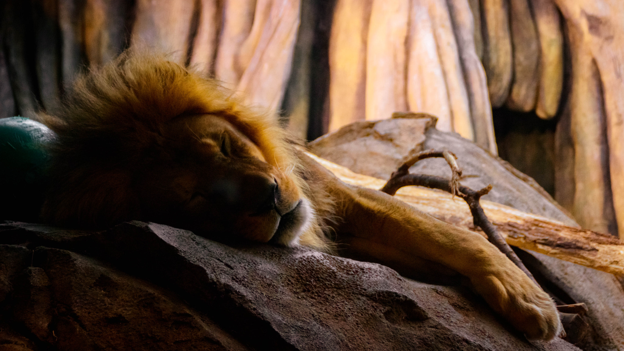 Canon EOS 760D (EOS Rebel T6s / EOS 8000D) sample photo. Lion in sunlight photography