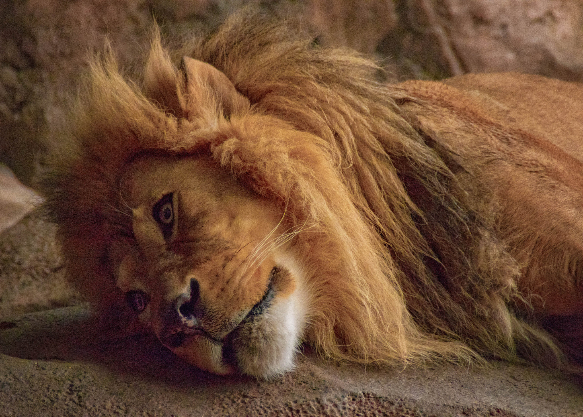 Canon EOS 760D (EOS Rebel T6s / EOS 8000D) sample photo. Lion bored photography