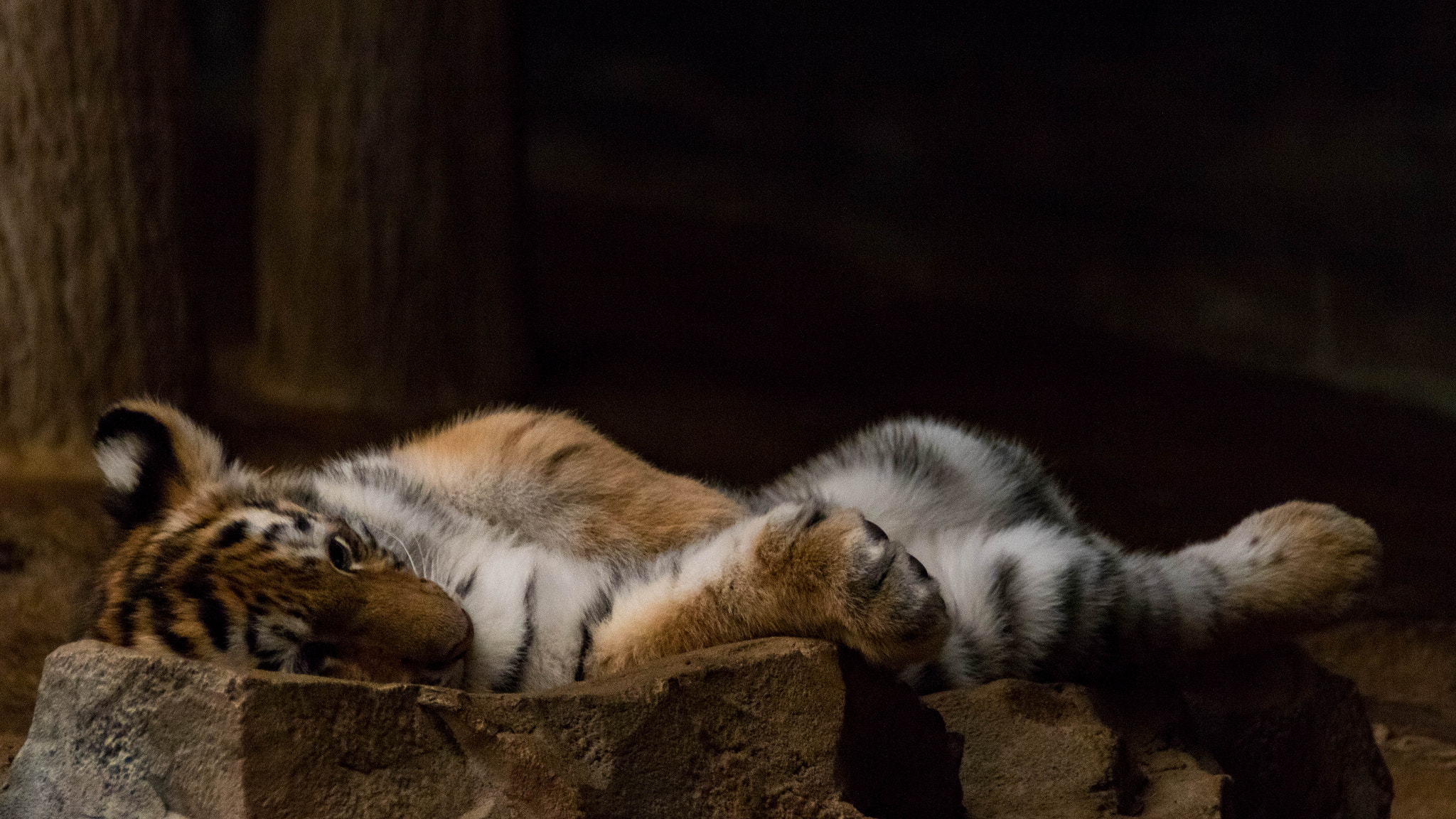 Canon EOS 760D (EOS Rebel T6s / EOS 8000D) sample photo. Tiger cub photography