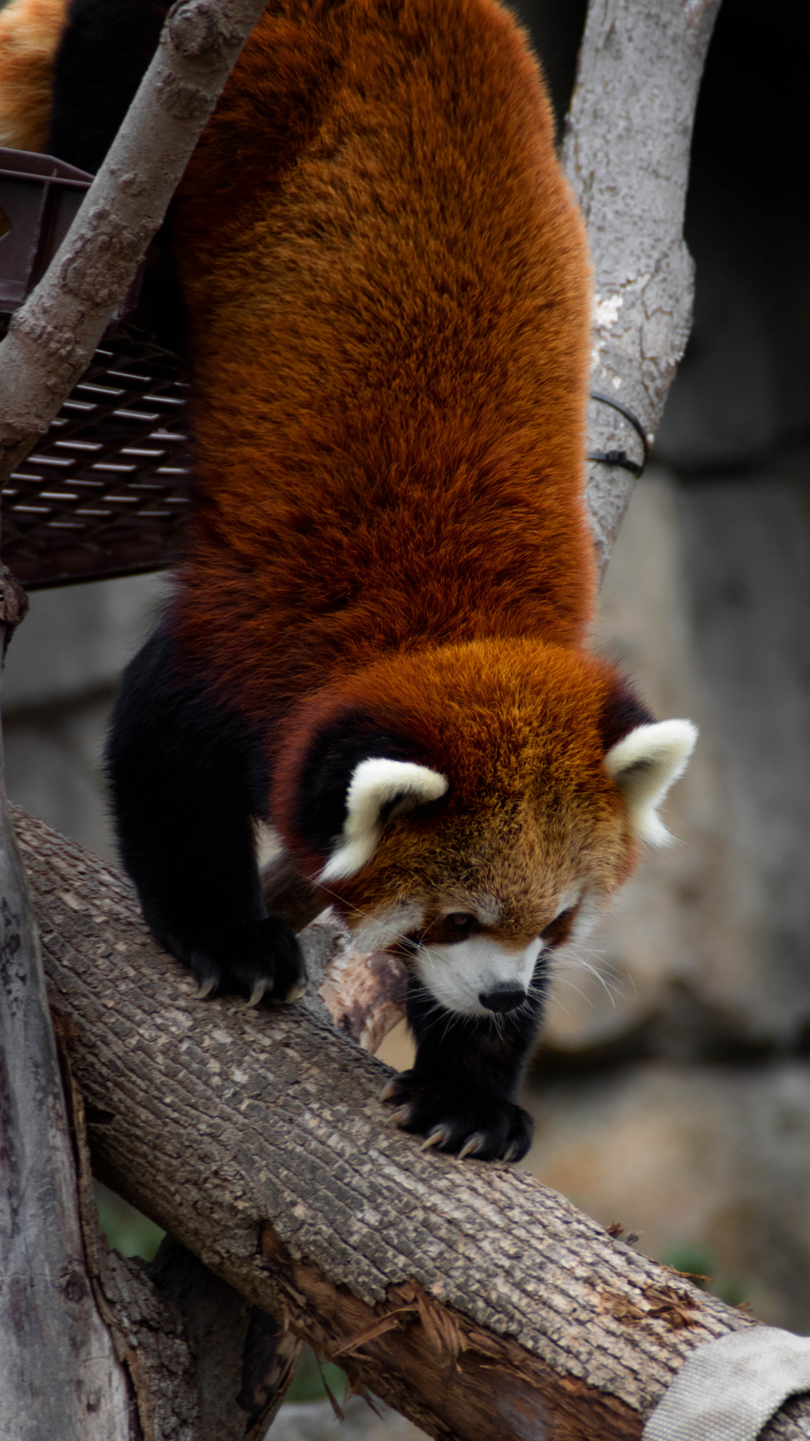 Canon EOS 760D (EOS Rebel T6s / EOS 8000D) sample photo. Red panda climbing photography