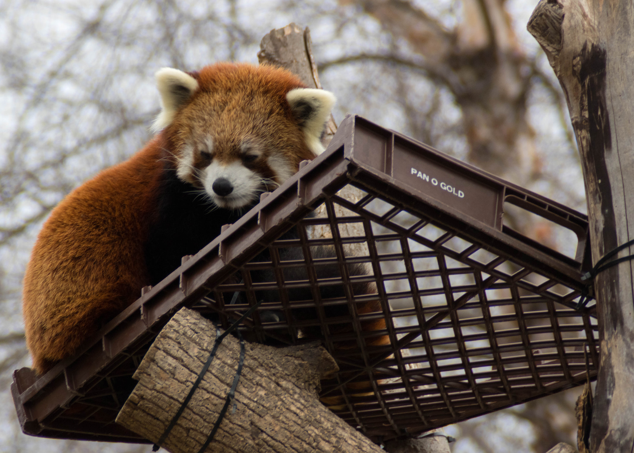 Canon EOS 760D (EOS Rebel T6s / EOS 8000D) sample photo. Red panda milk crate photography