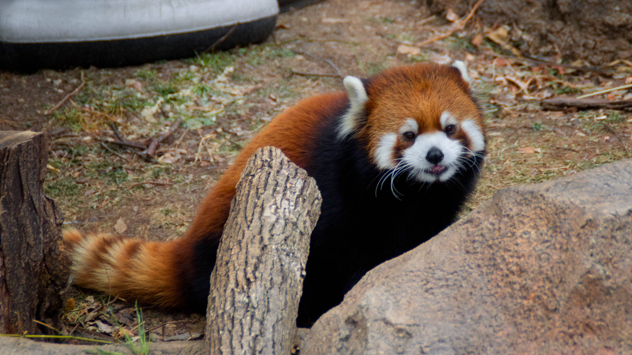 Canon EOS 760D (EOS Rebel T6s / EOS 8000D) sample photo. Red panda sitting photography