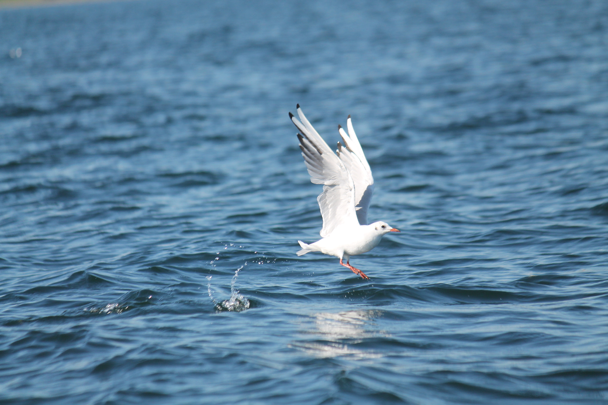 Canon EF-S 55-250mm F4-5.6 IS sample photo
