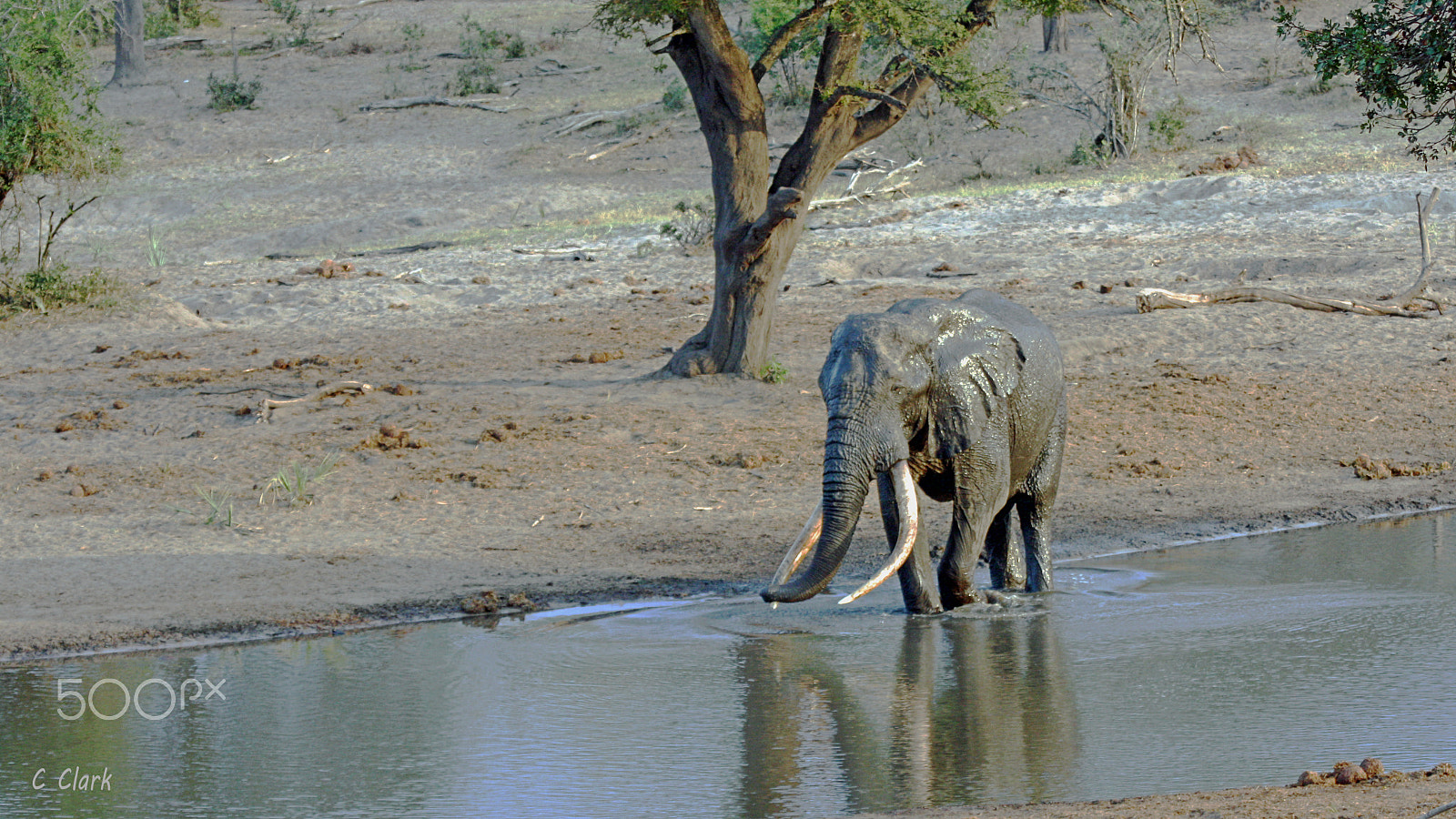 Canon EF 100-400mm F4.5-5.6L IS USM sample photo. Tusker in tembe region photography