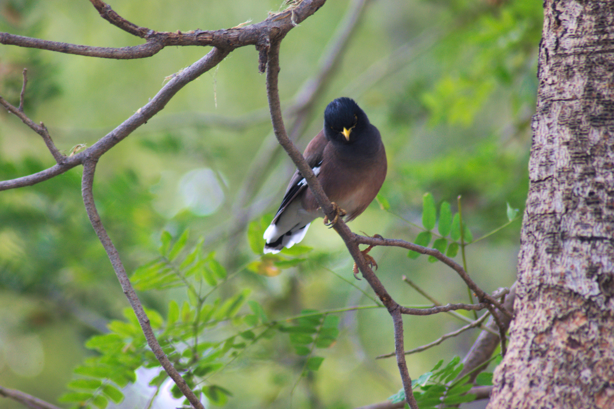 Nikon AF Nikkor 70-300mm F4-5.6G sample photo. Bird photography