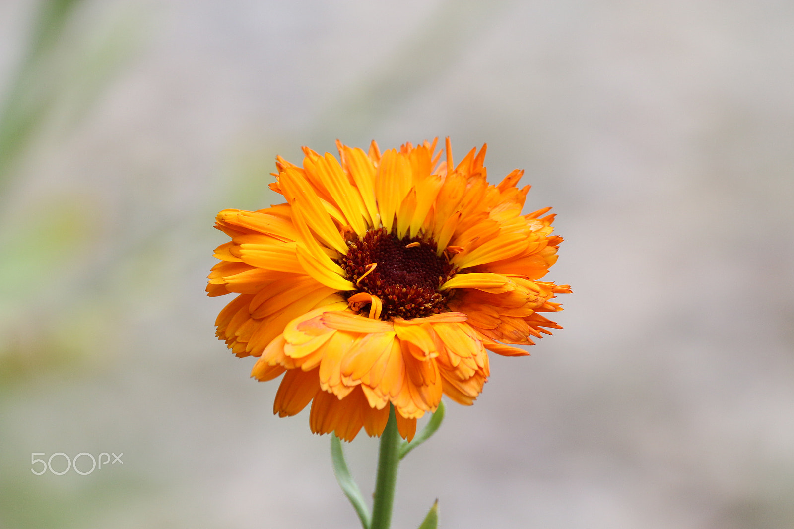 Sigma 150-600mm F5-6.3 DG OS HSM | C sample photo. Summer of 2016 photography