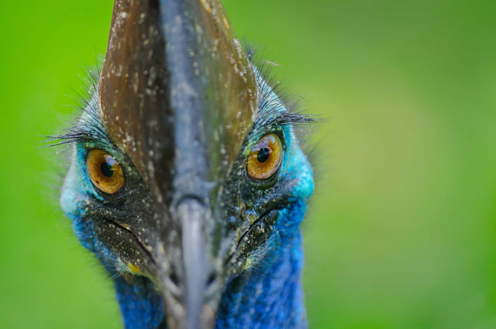 Nikon D7000 sample photo. Cassowary's full attention photography