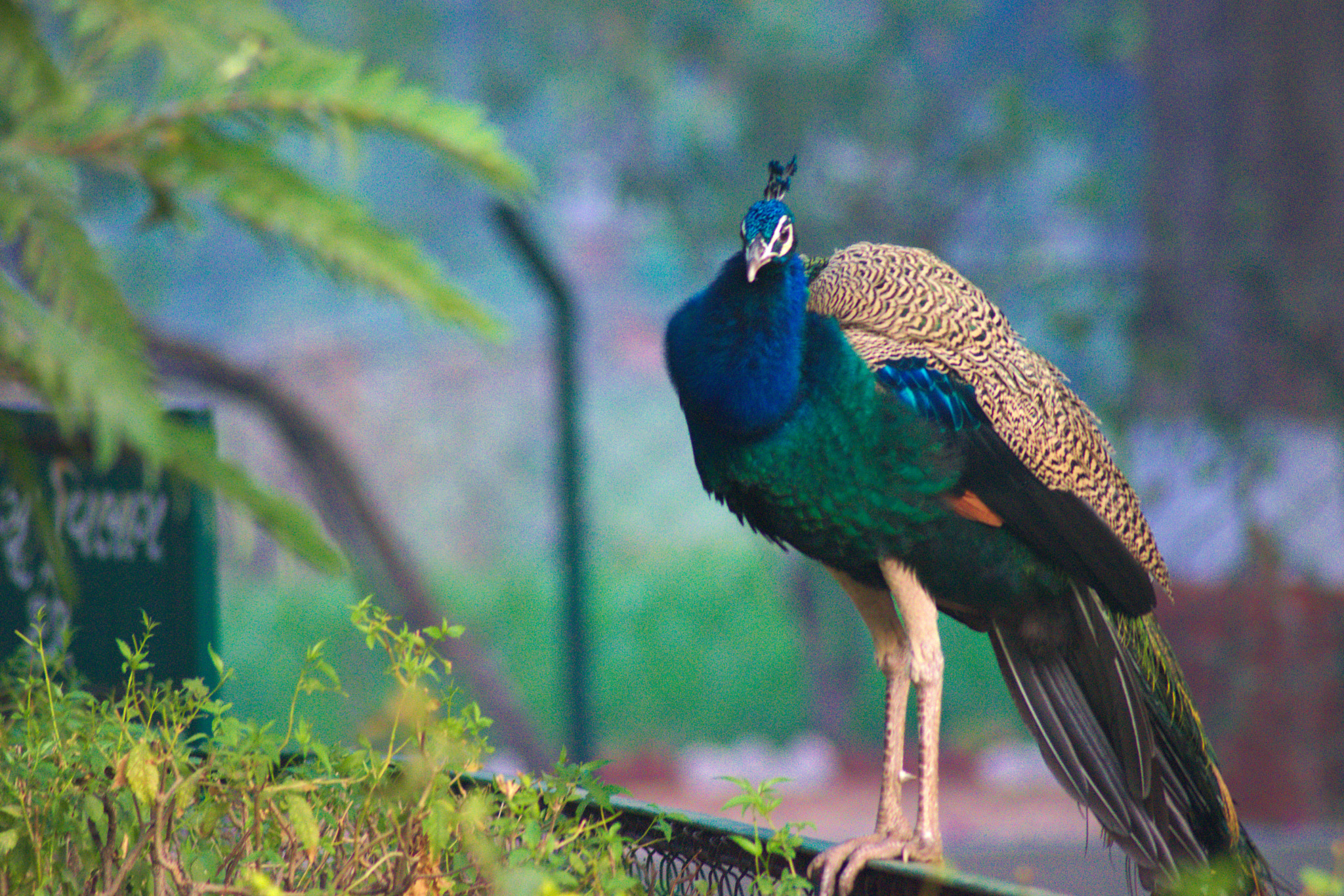 Nikon AF Nikkor 70-300mm F4-5.6G sample photo. Peacock photography