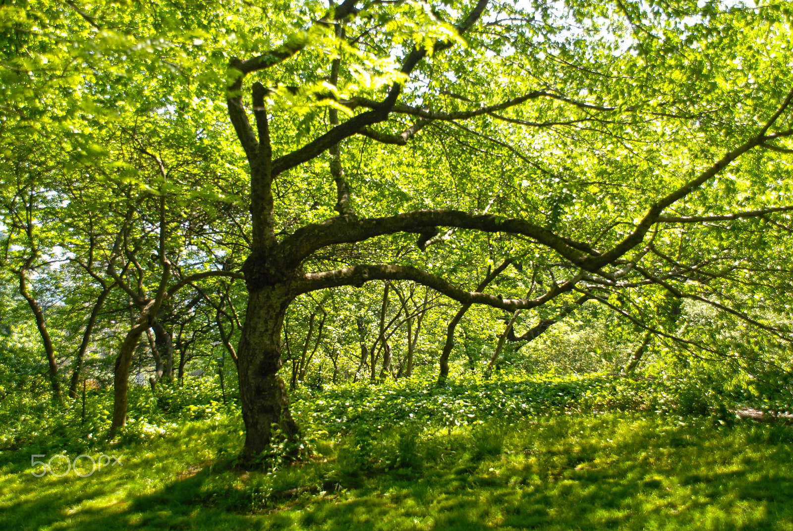Nikon D200 sample photo. Nyc tree photography
