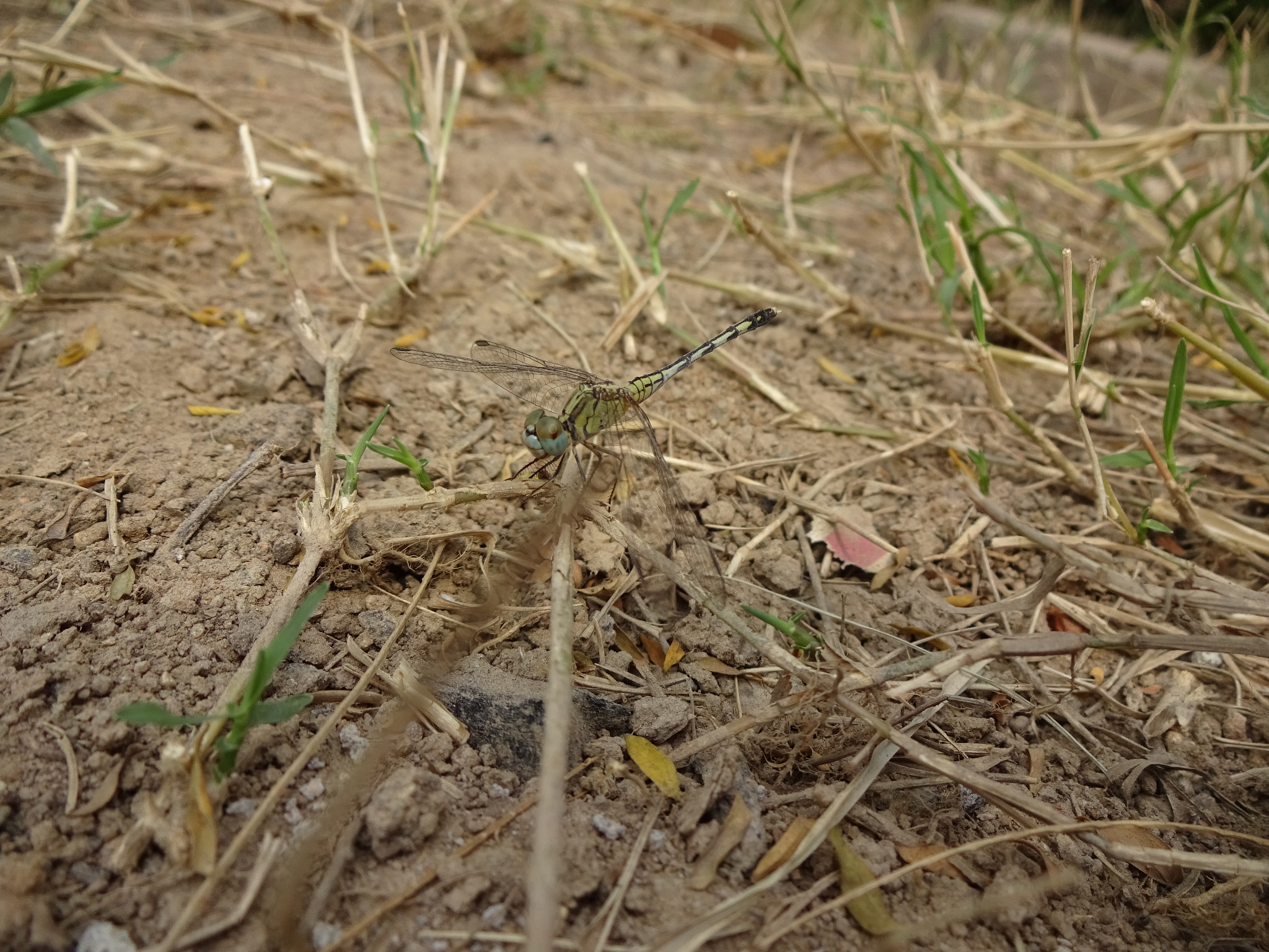 Sony Cyber-shot DSC-WX220 sample photo. Dragon fly... photography