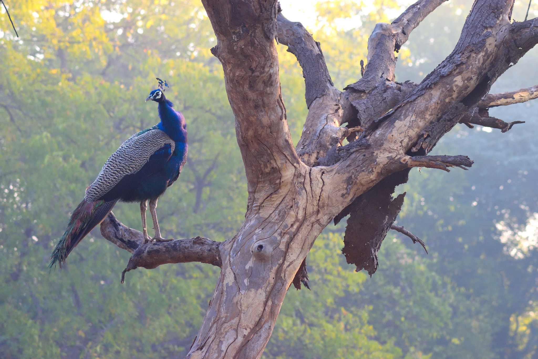 Nikon AF Nikkor 70-300mm F4-5.6G sample photo. Peacock on tree photography
