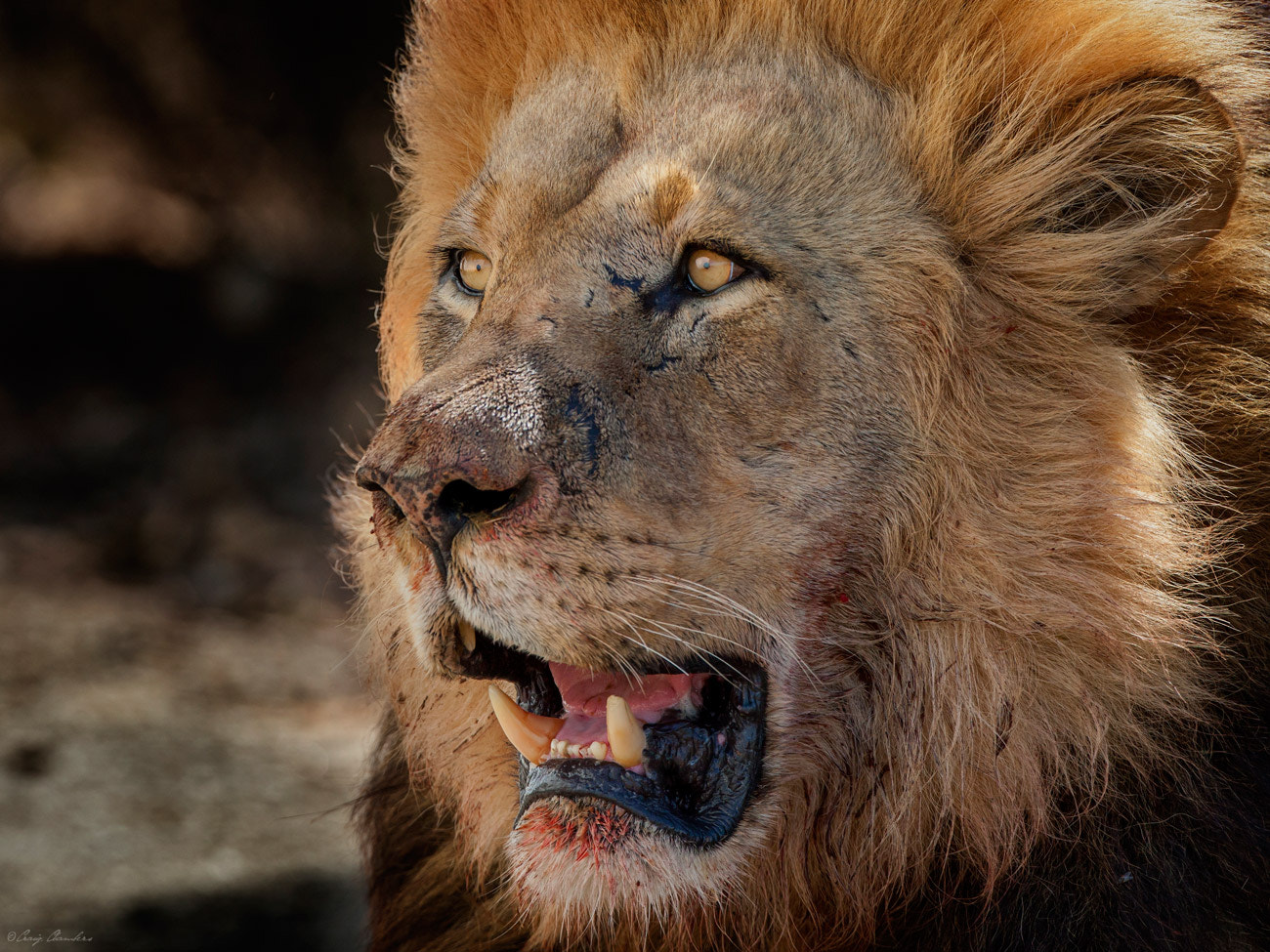 Canon EF 500mm F4L IS USM sample photo. Lion portrait photography