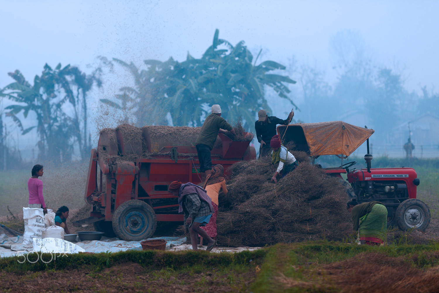 Nikon D3X sample photo. Harvest of tharu farmer, chitwan, nepal photography