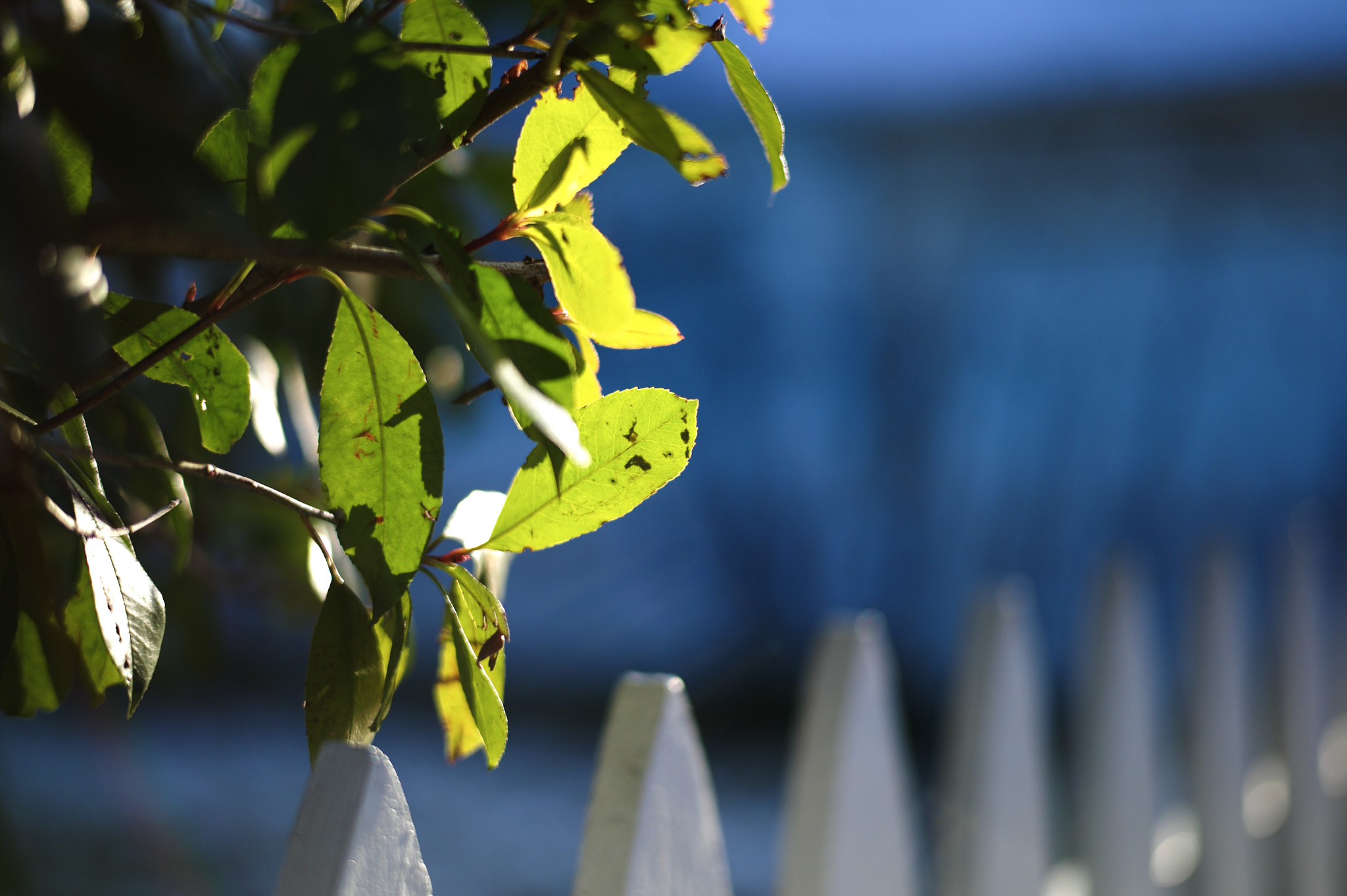 Leica M9 + Leica Summilux-M 50mm F1.4 ASPH sample photo. White picket light photography