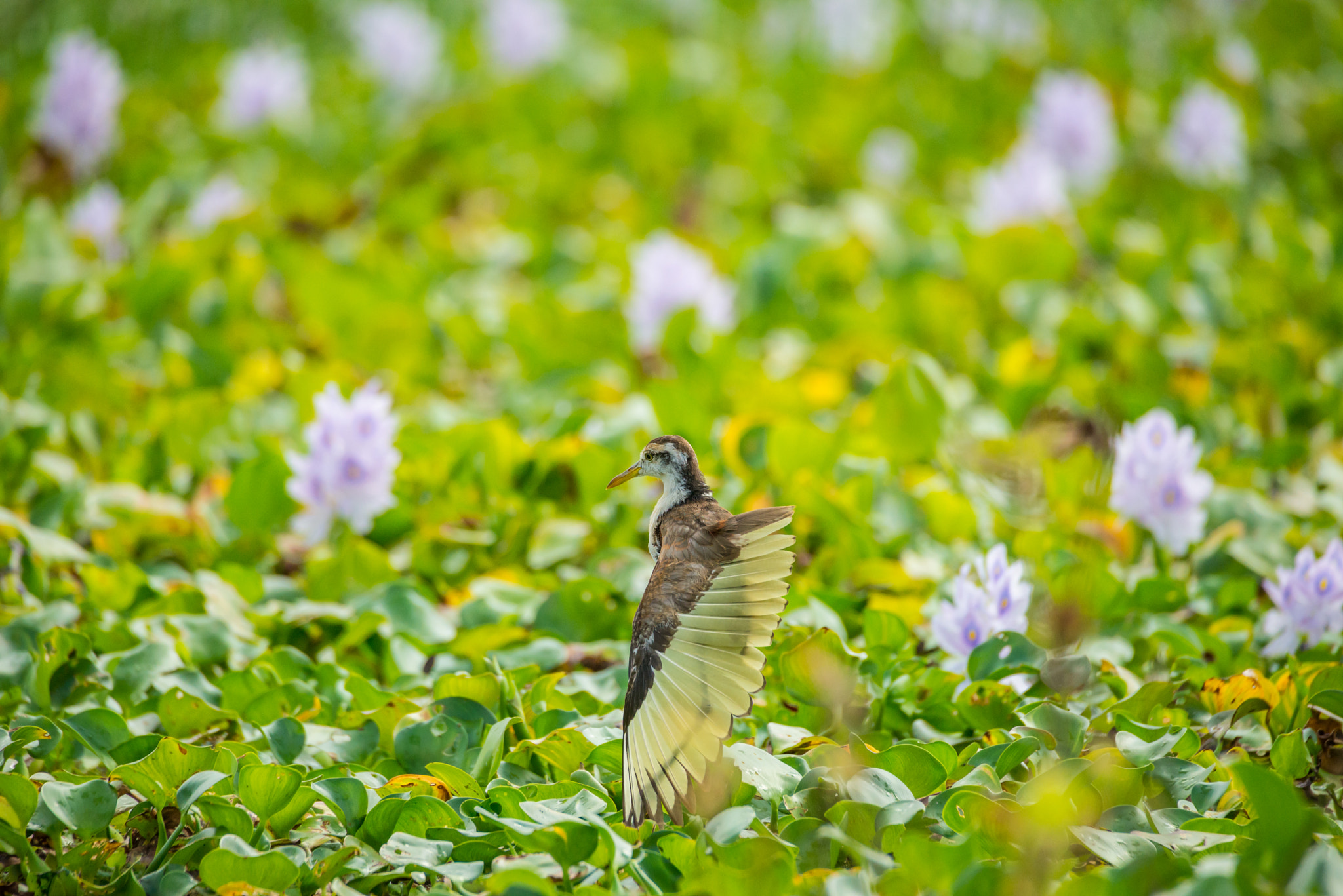 Nikon D610 + Sigma 50-500mm F4.5-6.3 DG OS HSM sample photo. Northern jacana photography