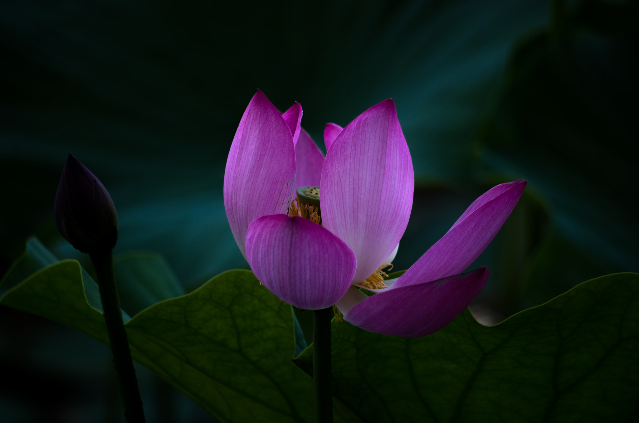 Pentax K-50 sample photo. Lotus photography