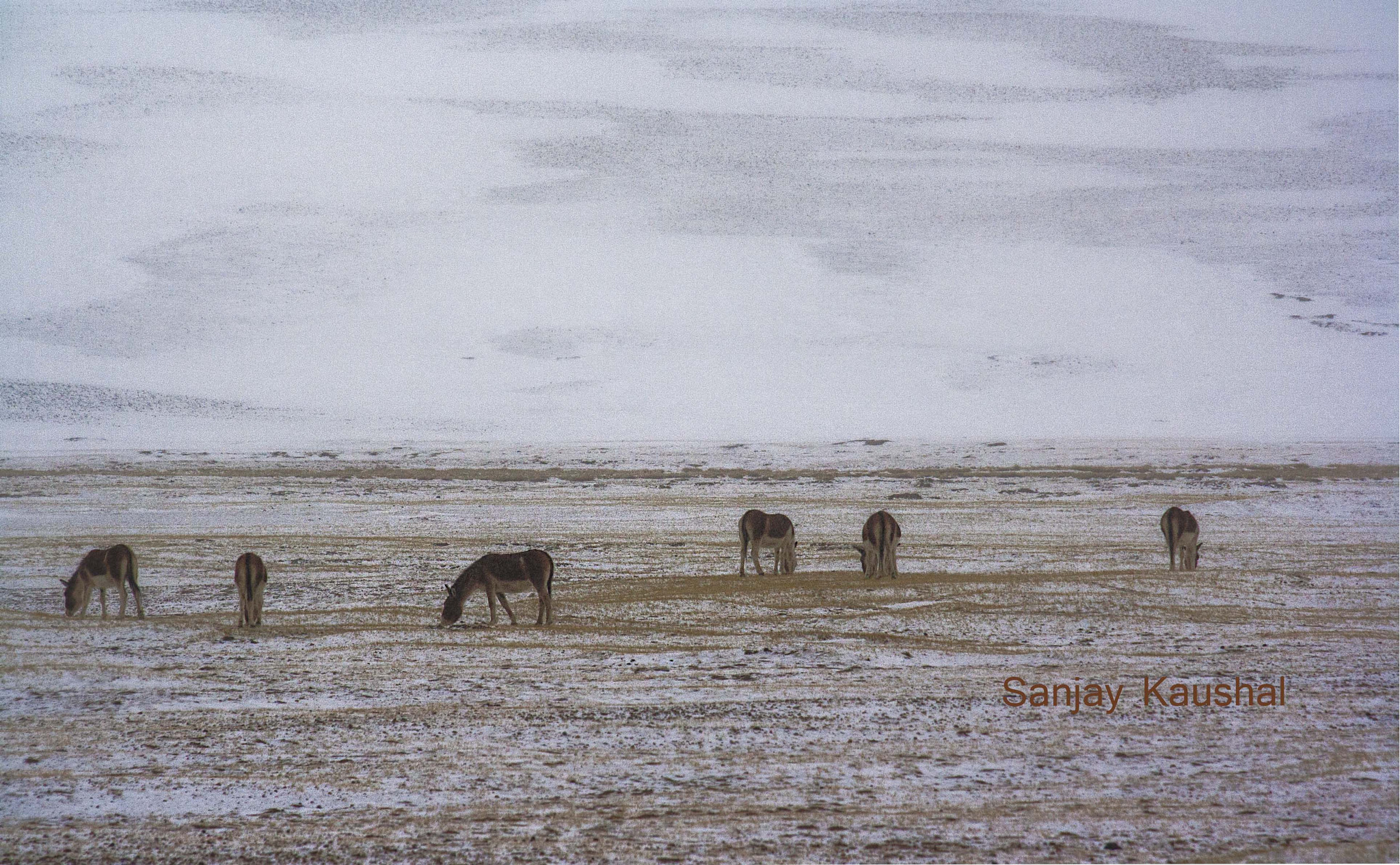 Canon EOS 1000D (EOS Digital Rebel XS / EOS Kiss F) sample photo. Kiangs grazing in  in chisul planes (ladakh) photography