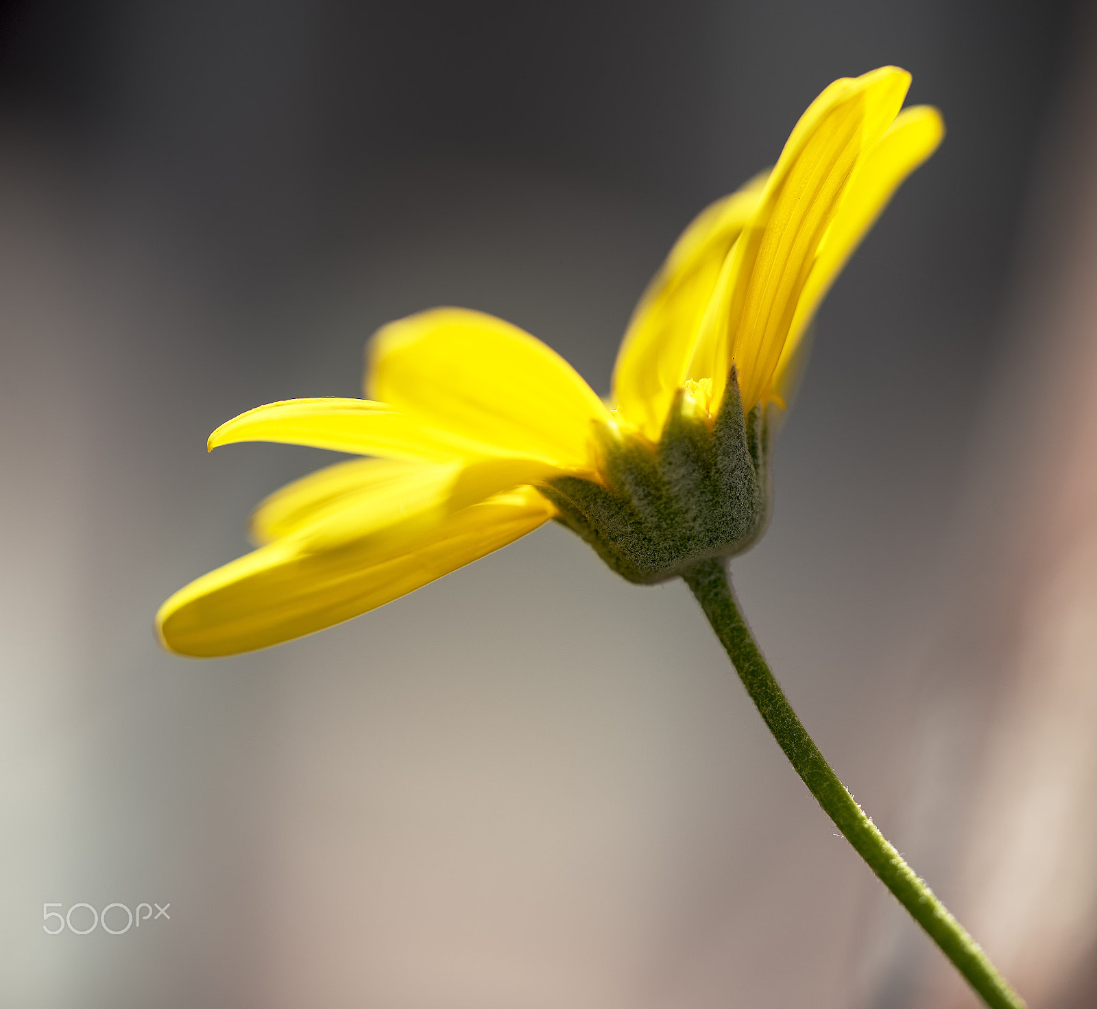 Sony a7R + Sony FE 90mm F2.8 Macro G OSS sample photo. Dancing daisy photography