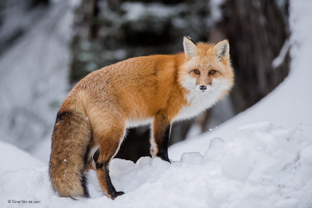 Nikon D810 + Nikon AF-S Nikkor 600mm F4G ED VR sample photo. Red fox photography