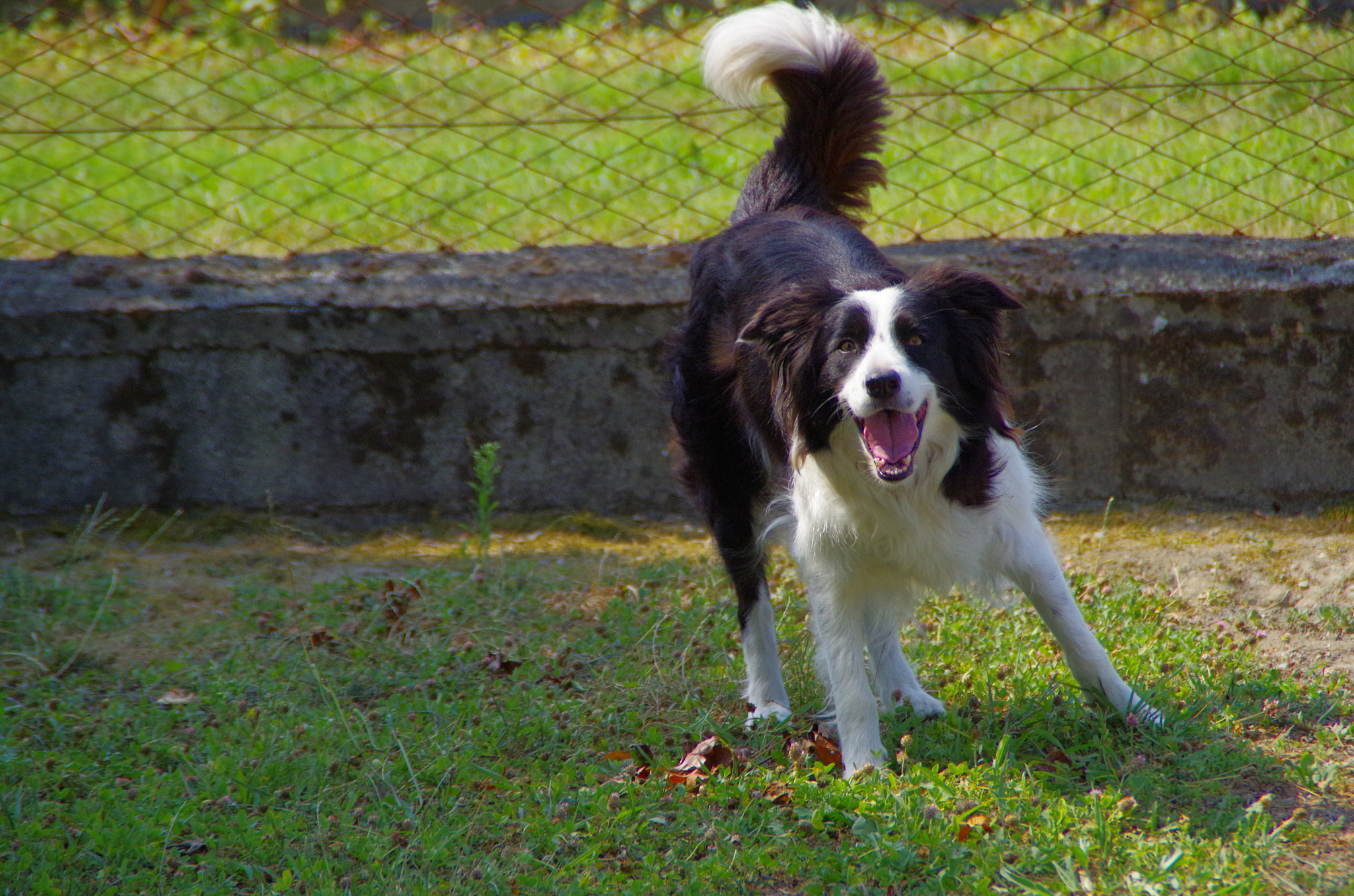 Pentax K-500 sample photo. Dog on the court  photography