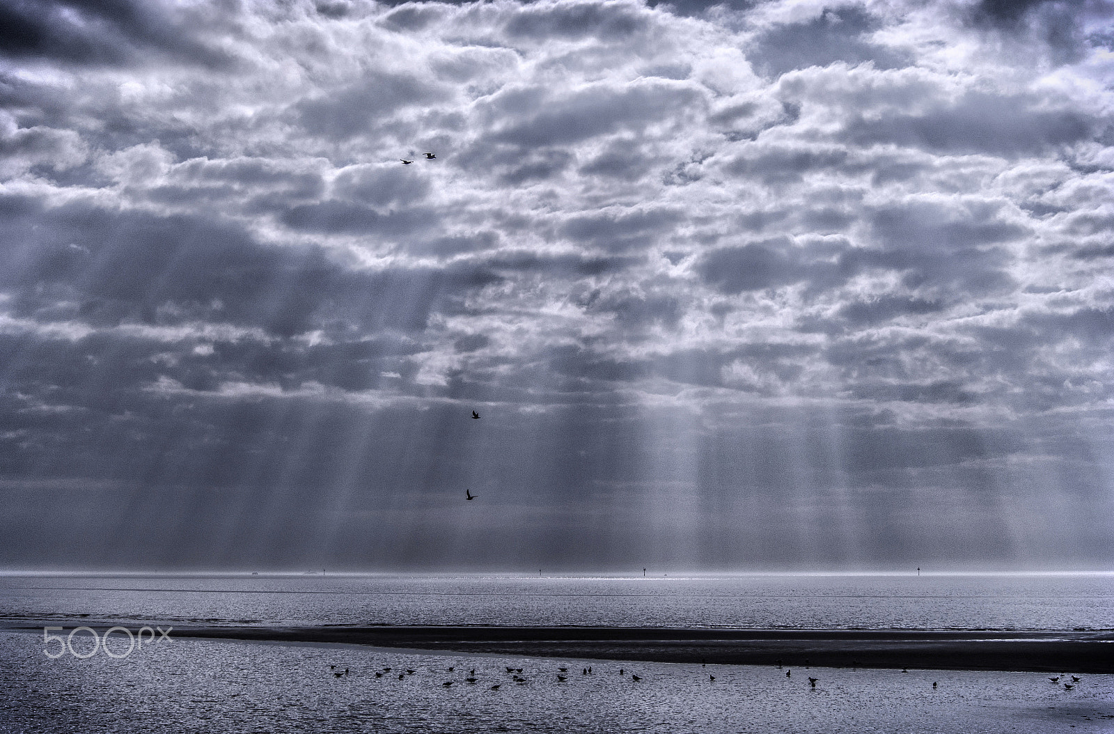 Olympus OM-D E-M5 sample photo. Gathering of gulls photography