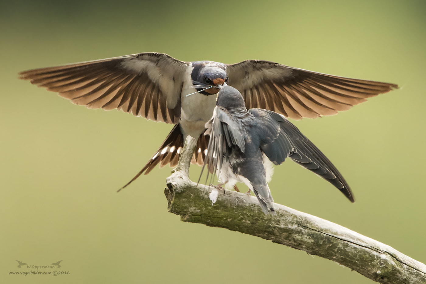 Canon EF 600mm F4L IS II USM sample photo. Rauchschwalbe / barn swallow photography