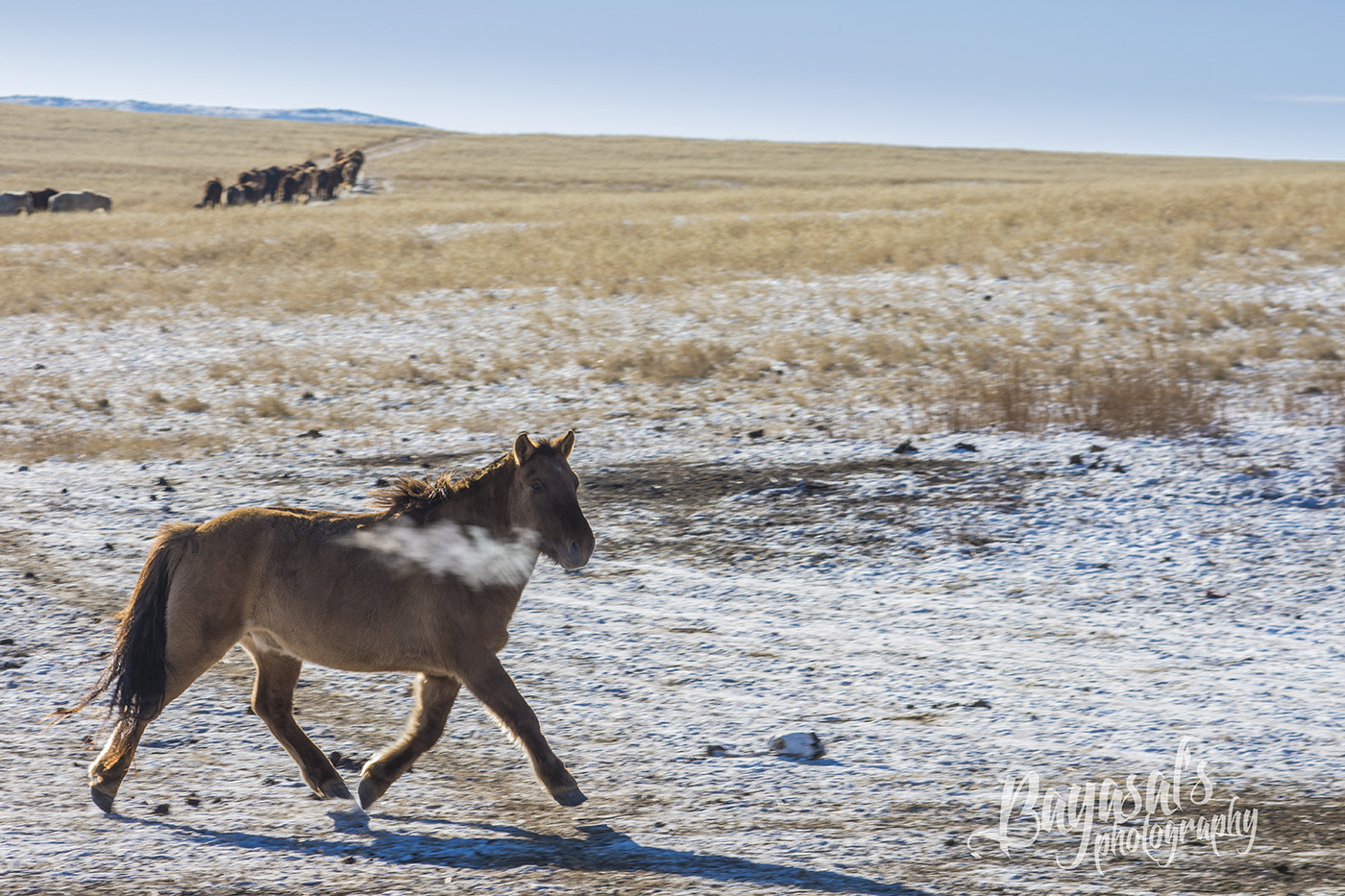 Nikon D7200 sample photo. Mongolian horse photography