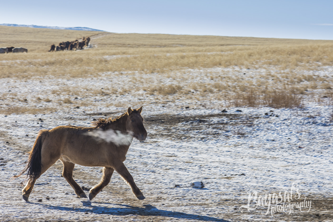 Nikon AF-Nikkor 80-200mm F2.8D ED sample photo. Mongolian horse photography