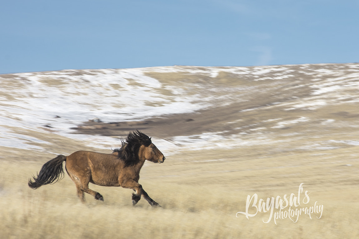 Nikon AF-Nikkor 80-200mm F2.8D ED sample photo. Mongolian horse photography