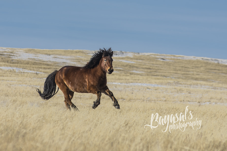 Nikon AF-Nikkor 80-200mm F2.8D ED sample photo. Mongolian horse photography