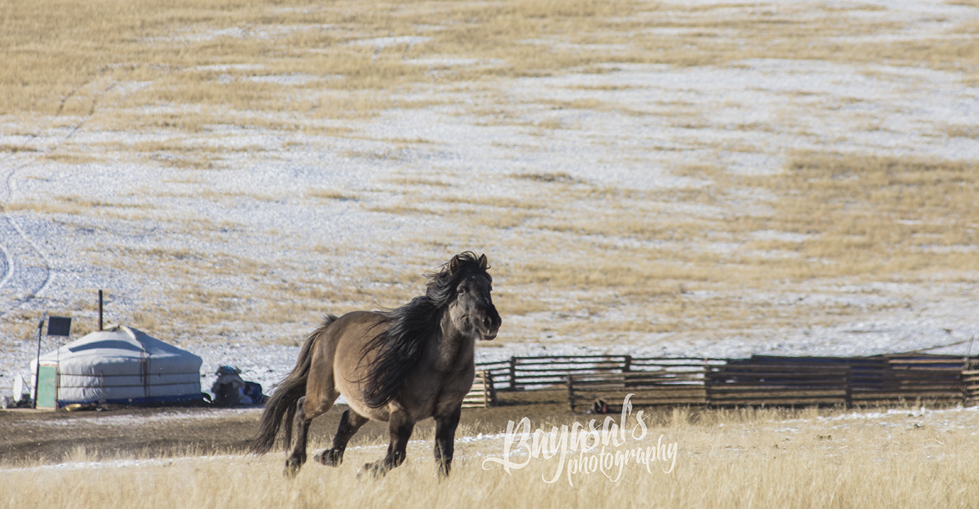 Nikon AF-Nikkor 80-200mm F2.8D ED sample photo. Mongolian horse photography