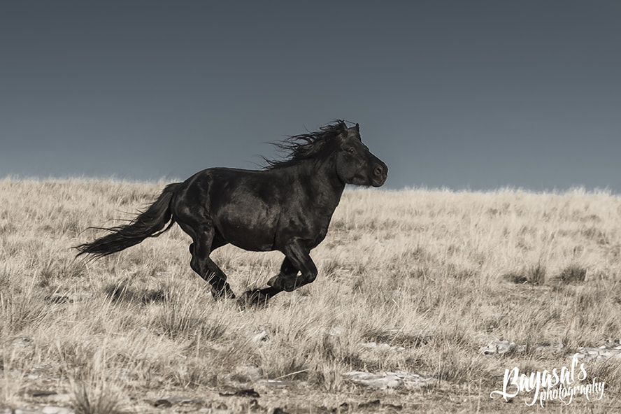 Nikon AF-Nikkor 80-200mm F2.8D ED sample photo. Mongolian horse photography