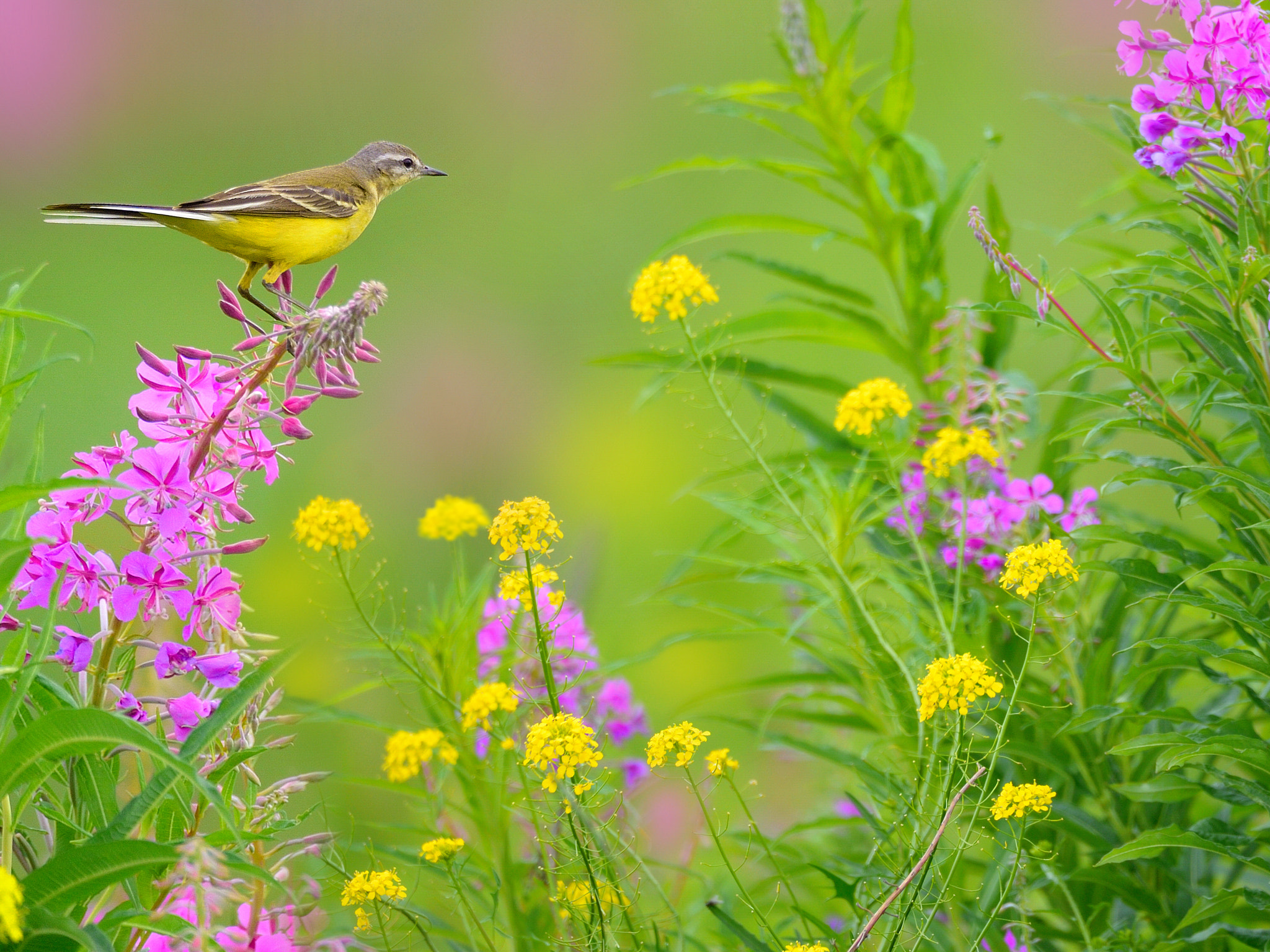 Nikon D610 + Nikon AF-S Nikkor 500mm F4E FL ED VR sample photo. Полевые цветыя photography