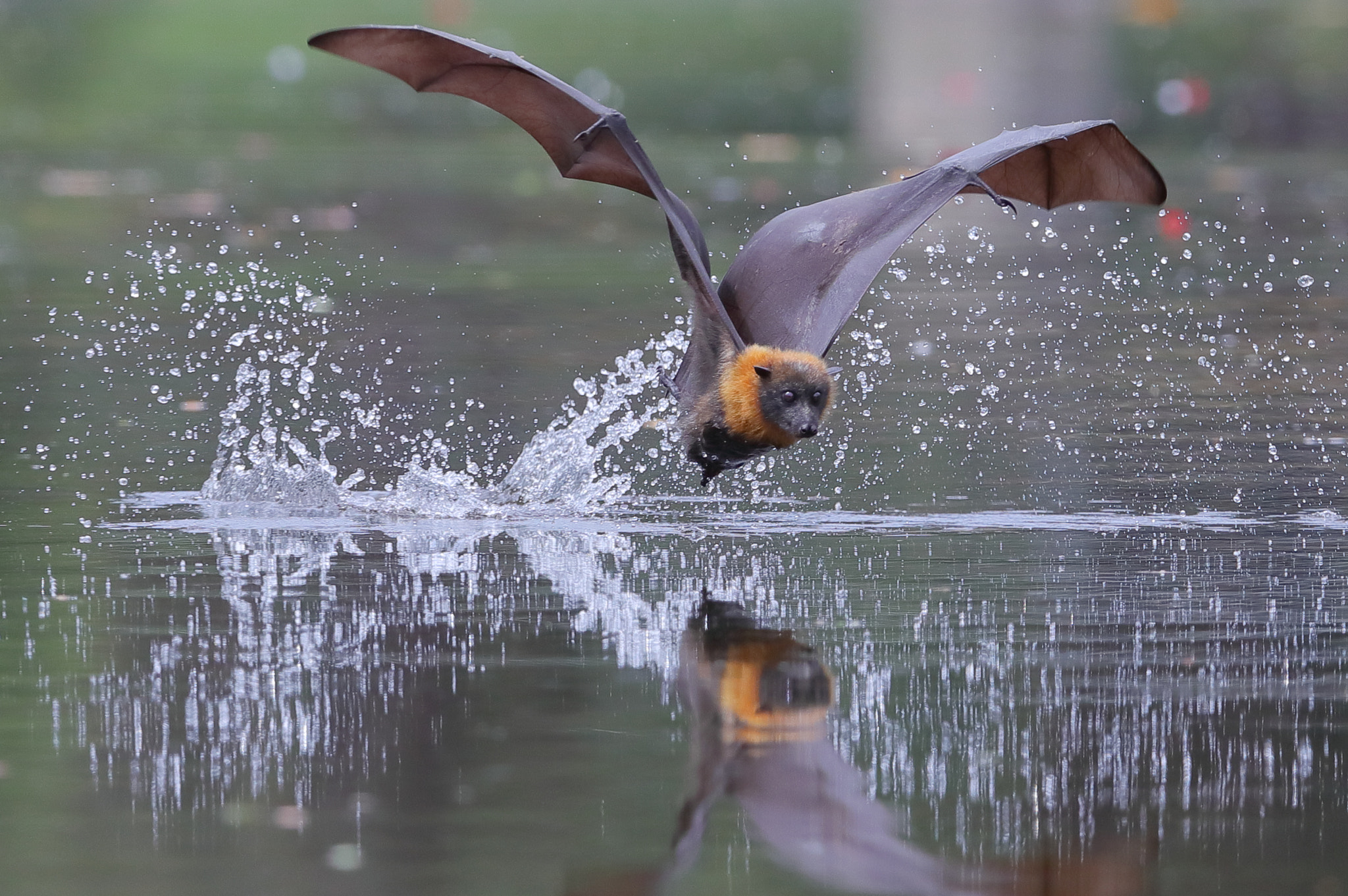 Canon EF 400mm F2.8L IS II USM sample photo. Another flying fox photography