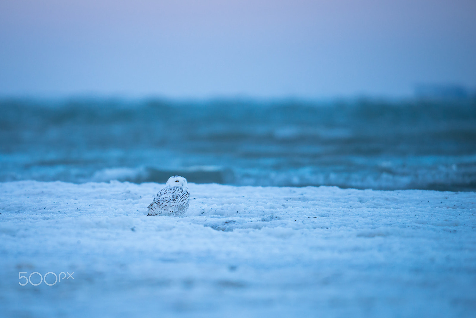 Nikon D800 + Nikon AF-S Nikkor 500mm F4G ED VR sample photo. Cold morning photography