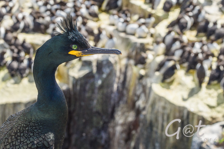 Nikon D810 + Sigma 50-500mm F4.5-6.3 DG OS HSM sample photo. European shag, farne islands (uk) photography