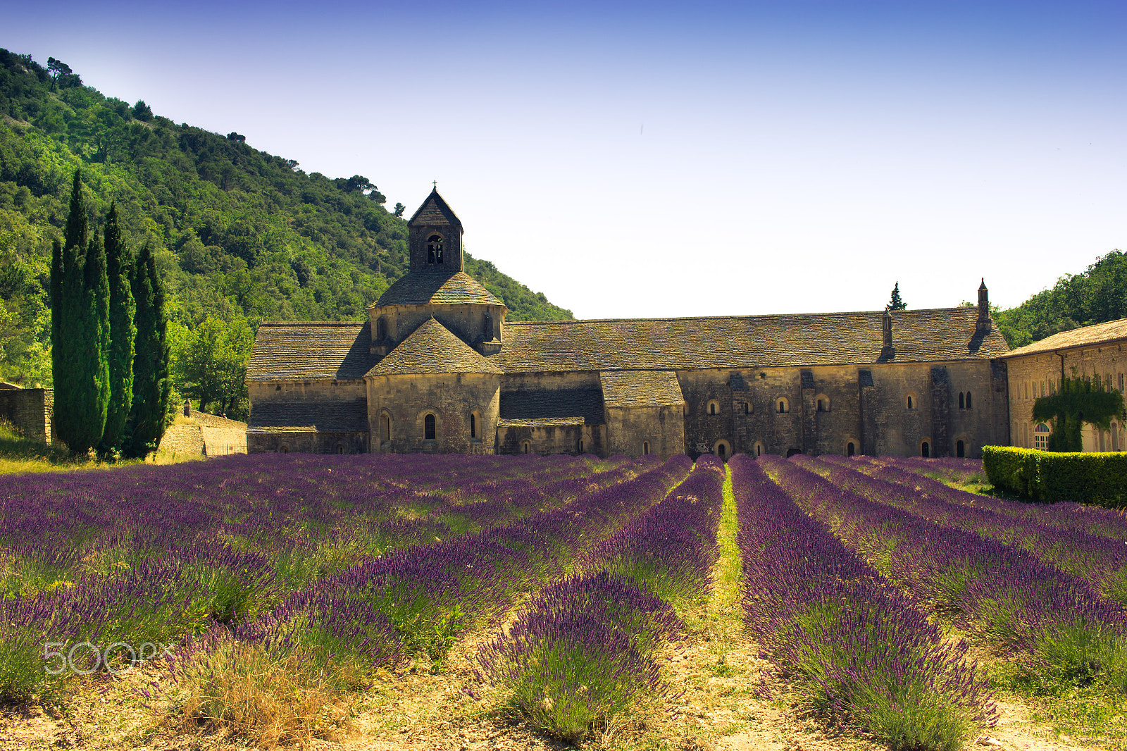 Canon EF-S 24mm F2.8 STM sample photo. Lavender fields photography